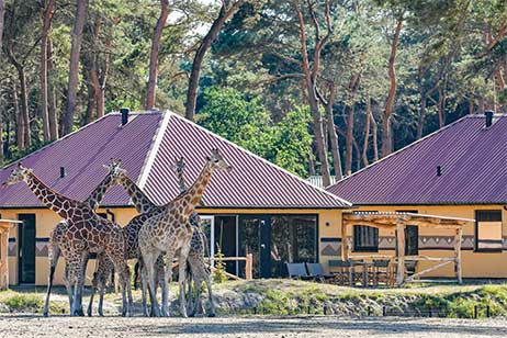 Luxe Vakantiepark Nederland - Safari Resort Beekse Bergen
