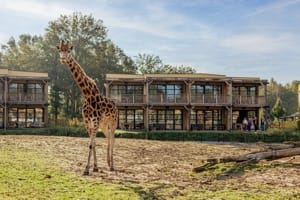 Nieuw hotel Nederland - Safari Hotel Beekse Bergen