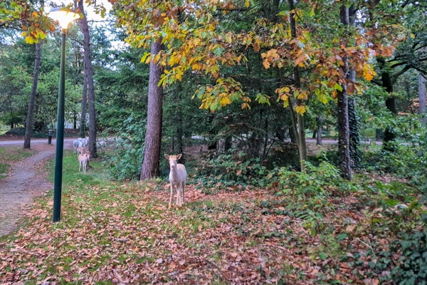 Center Parcs Het Meerdal Review - Hertjes bij cottage