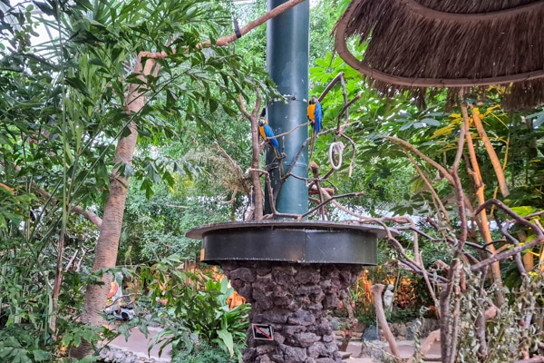 Center Parcs Het Meerdal Review - Papegaaien in Market Dome